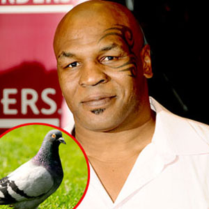 Mike Tyson, Pigeon Mike Tyson, Pigeon